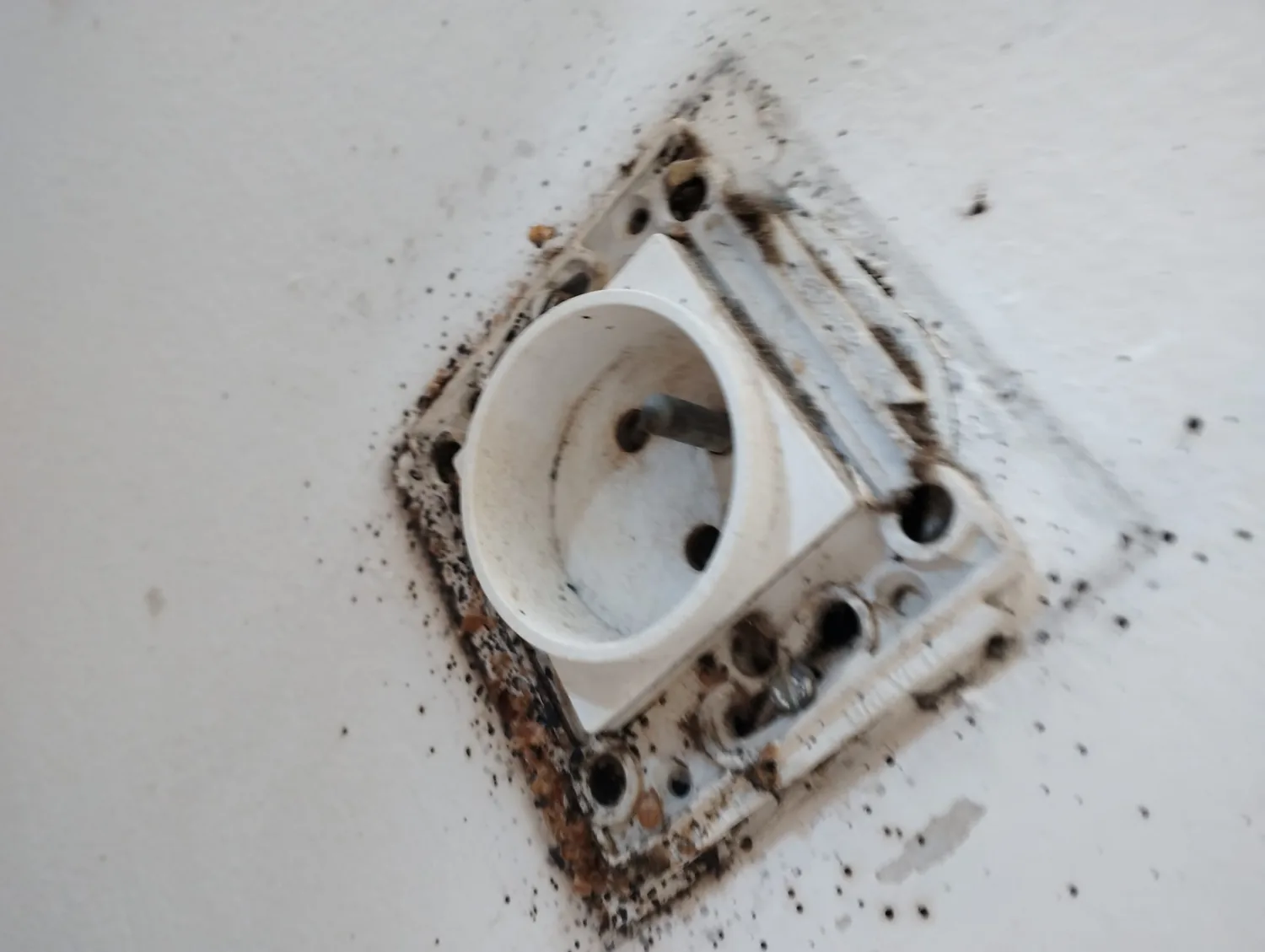 Punaises de lit cachées derrière une prise électrique lors d'une intervention au Mans