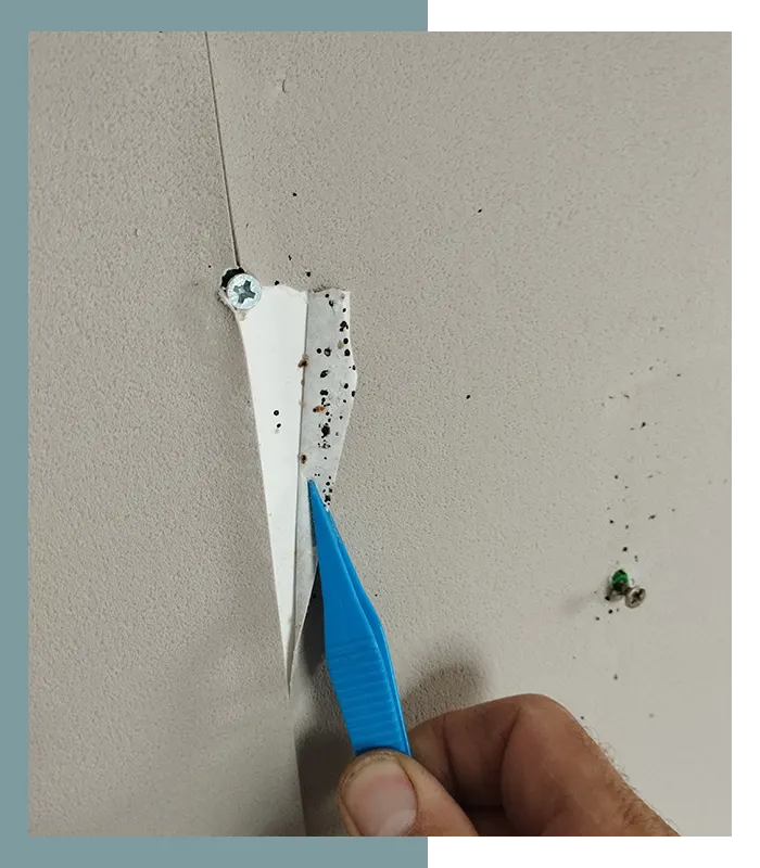Spécialiste Cymexide inspectant une infestation de punaises de lit au Mans
